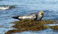 Wildlife on the Isle of Arran